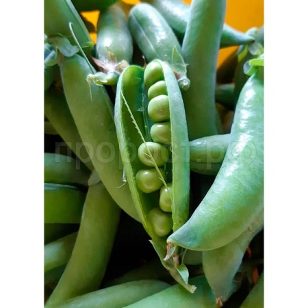 Горох Глориоза 25г