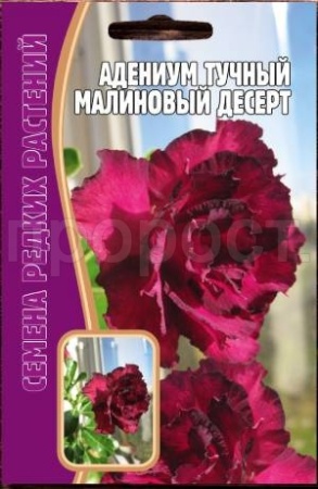 Адениум Малиновый Десерт 3 шт