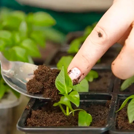 Грунт TERRA VITA Живая Земля Фиалка-кампанула-папоротник 5л