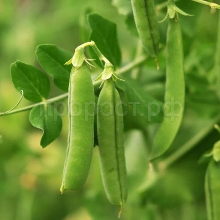 Горох Юрга 25г