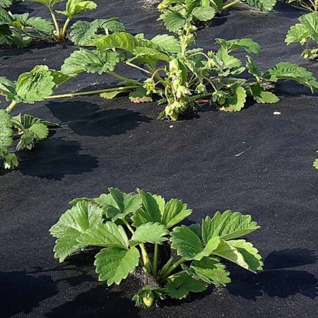 Спанбонд "PROROST" плотность 60мкр черный мульча  размер 1,6*10м