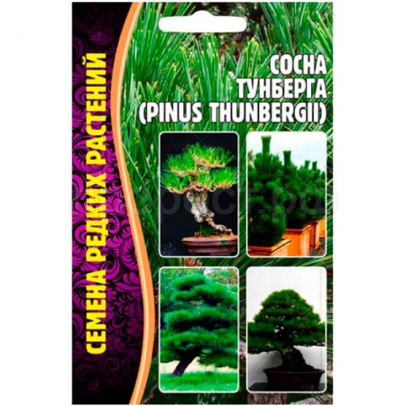 Сосна Тунберга (Pinus thunbergii) 10шт