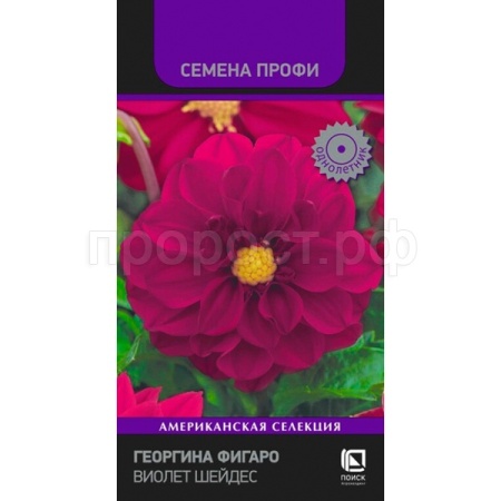 Георгина Фигаро Виолет Шейдес 10шт