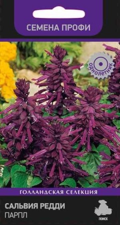 Сальвия Редди Парпл 10шт